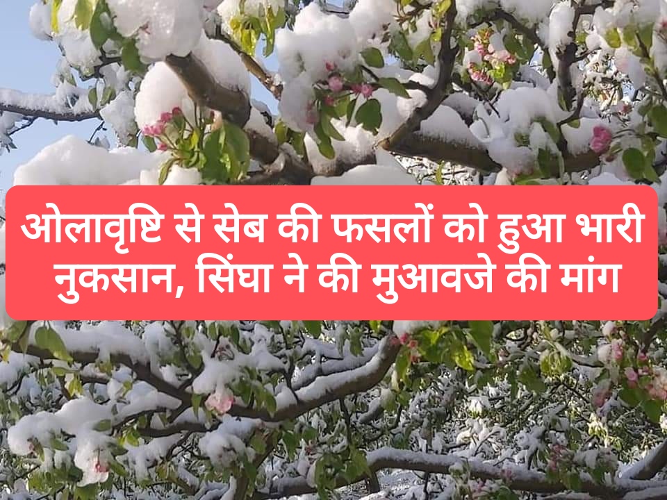 शिमला में ओलावृष्टि से सेब की फसलों को हुआ भारी नुकसान, CPIM नेता राकेश सिंघा ने उठाई मुआवजे की मांग