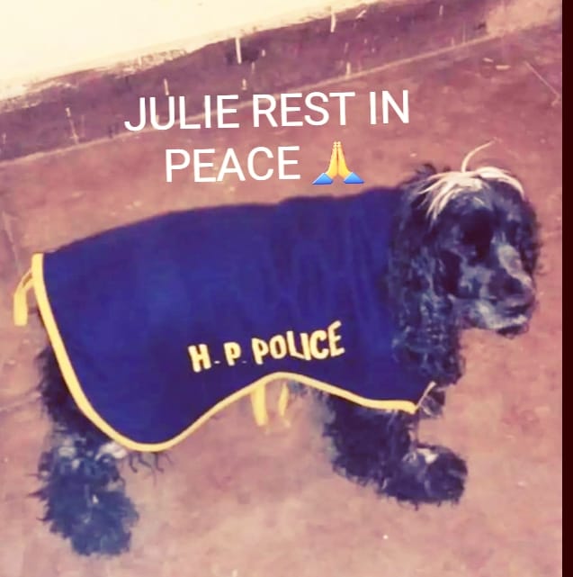 हिमाचल पुलिस “Dog Squad”- पहले “डोरा’ और अब “जुली” की दयनीय मौत से पशु पालन विभाग की कार्यप्रणाली पर उठे सवाल..!