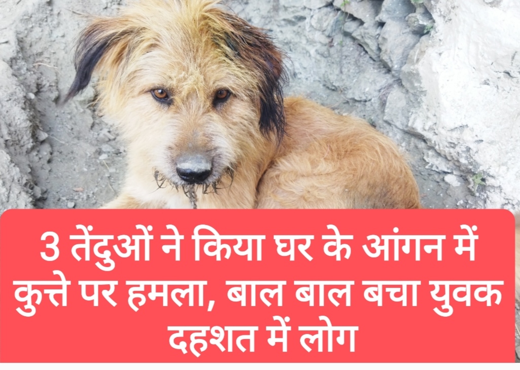 शिंगला पंचायत में एक साथ 3 तेंदुओं ने किया घर के आंगन में कुत्ते पर हमला, बाल-बाल बचा युवक- दहशत में लोग