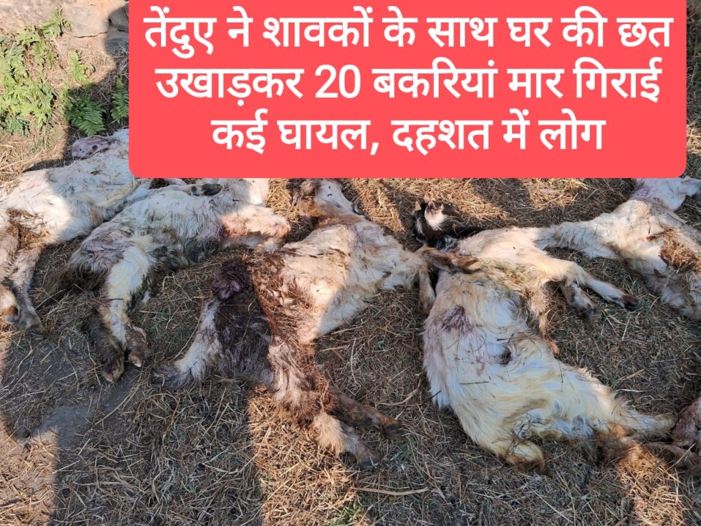 तेंदुए ने शावकों के साथ घर की छत उखाड़कर 20 बकरियां मार गिराई कई घायल, दहशत में लोग