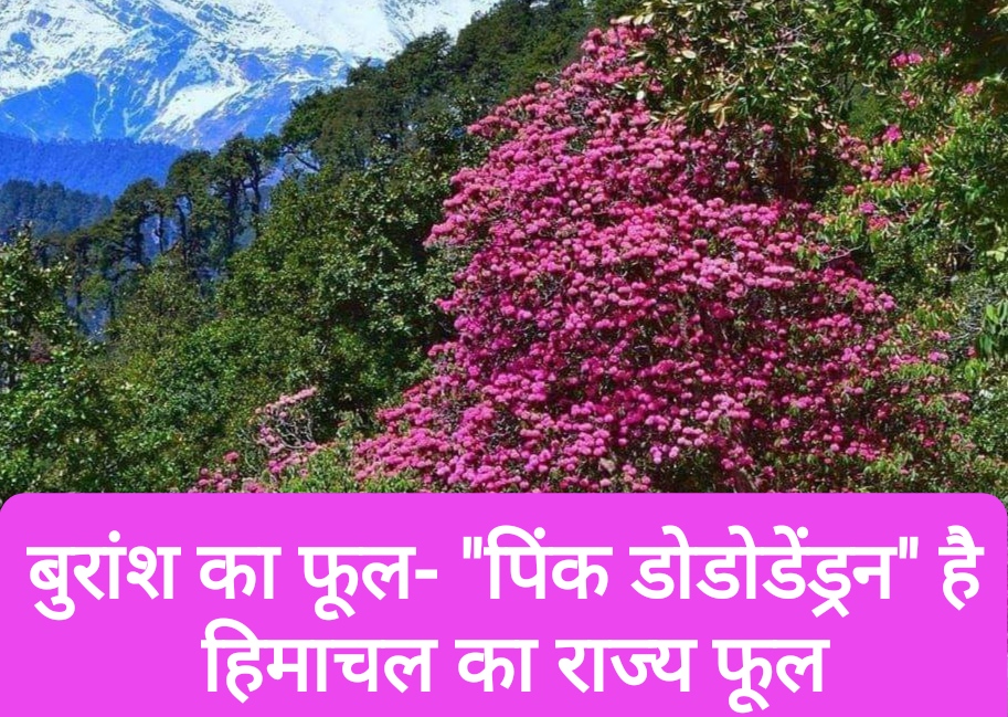 बुरांश का फूल- “पिंक डोडोडेंड्रन” है हिमाचल का राज्य फूल