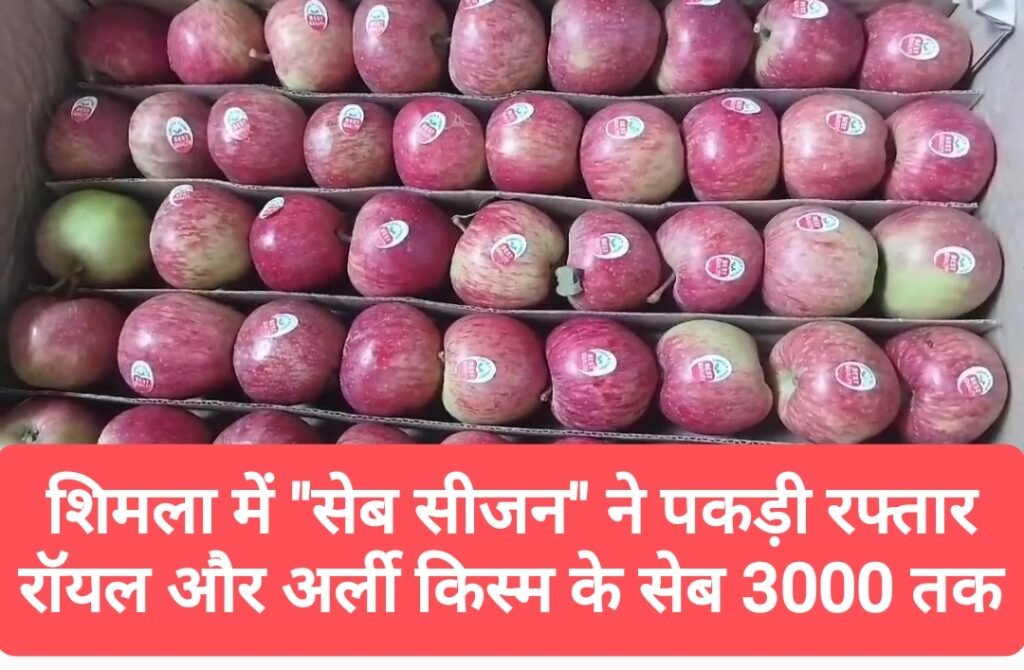 शिमला में “सेब सीजन” ने पकड़ी रफ्तार, रॉयल और अर्ली किस्म के सेब 1000 से 3000 तक