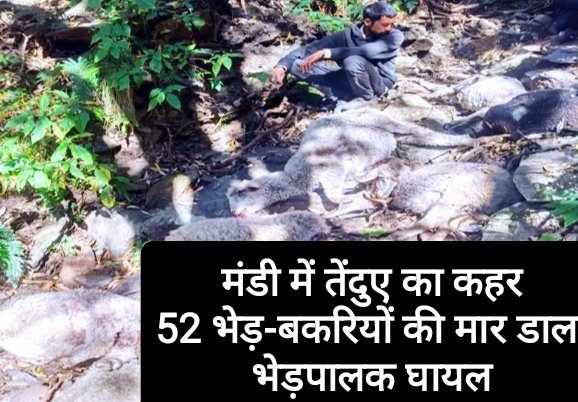 मंडी में तेंदुए का कहर, 52 भेड़-बकरियों की मार डाला, भेड़पालक घायल