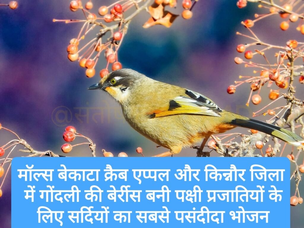 मॉल्स बेकाटा क्रैब एप्पल और किन्नौर जिला में गोंदली की बेर्रीस बनी पक्षी प्रजातियों के लिए सर्दियों का सबसे पसंदीदा भोजन