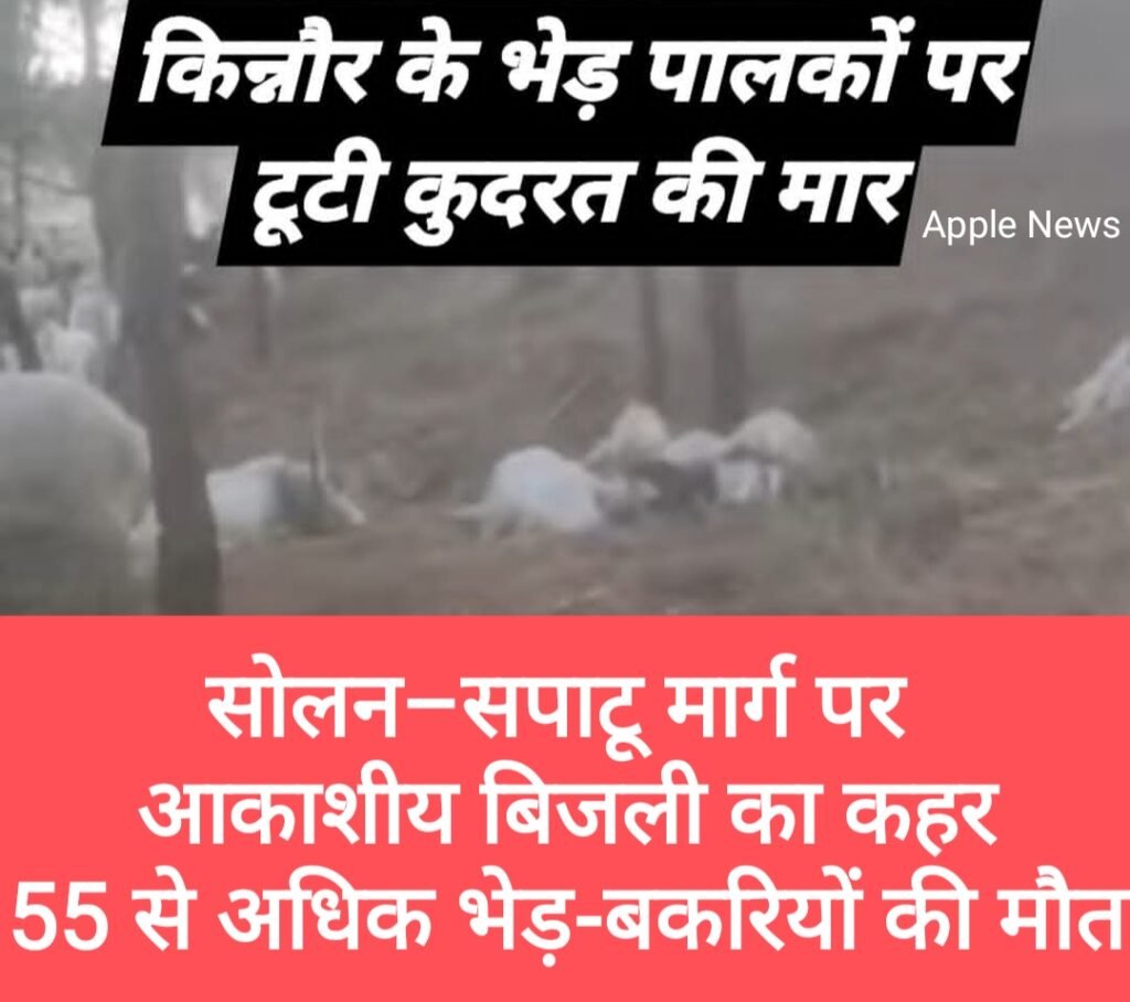 सोलन–सपाटू मार्ग पर आकाशीय बिजली का कहर, 55 से अधिक भेड़-बकरियों की मौत