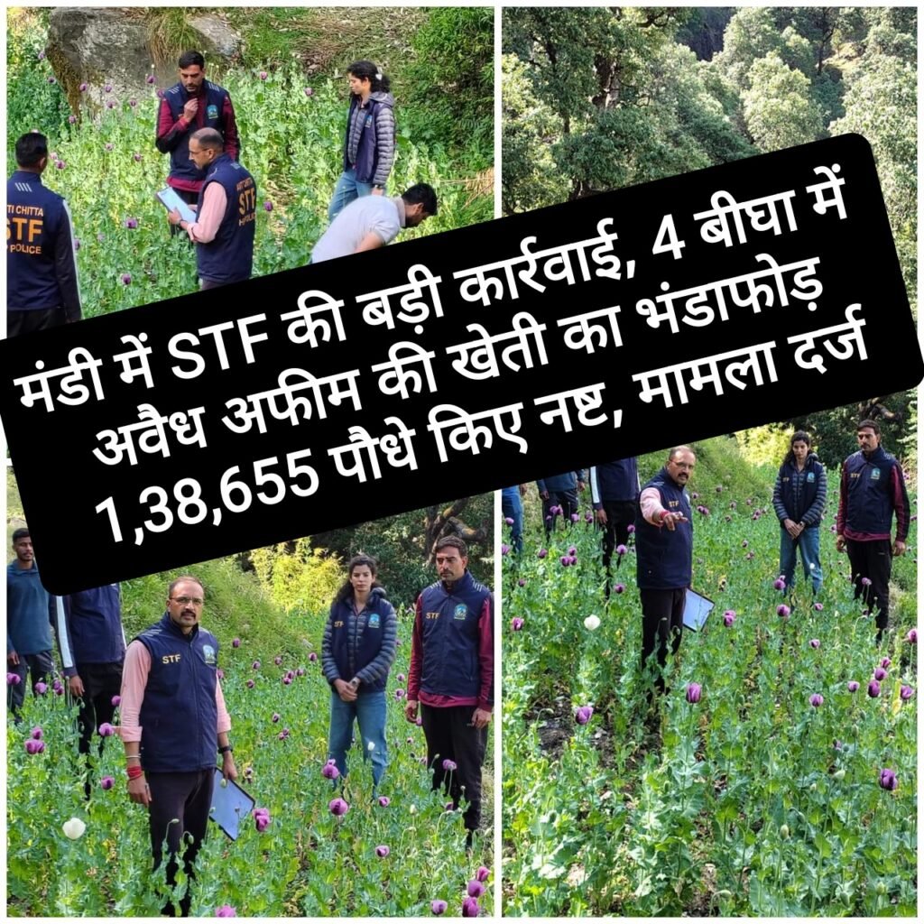 मंडी में STF की बड़ी कार्रवाई, 4 बीघा में अवैध अफीम की खेती का भंडाफोड़, 1,38,655 पौधे किए नष्ट, मामला दर्ज