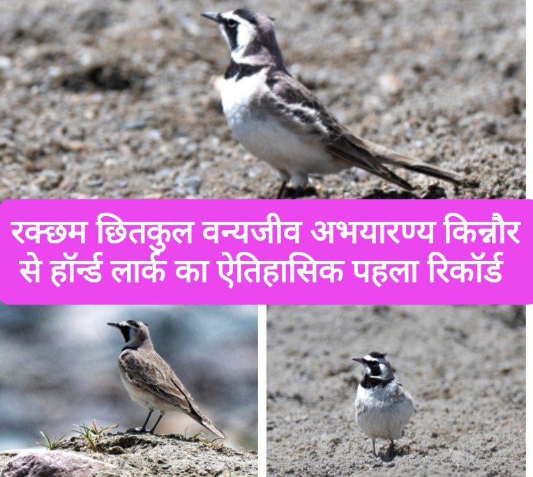 रक्छम छितकुल वन्यजीव अभयारण्य और किन्नौर जिले से हॉर्न्ड लार्क का ऐतिहासिक पहला रिकॉर्ड