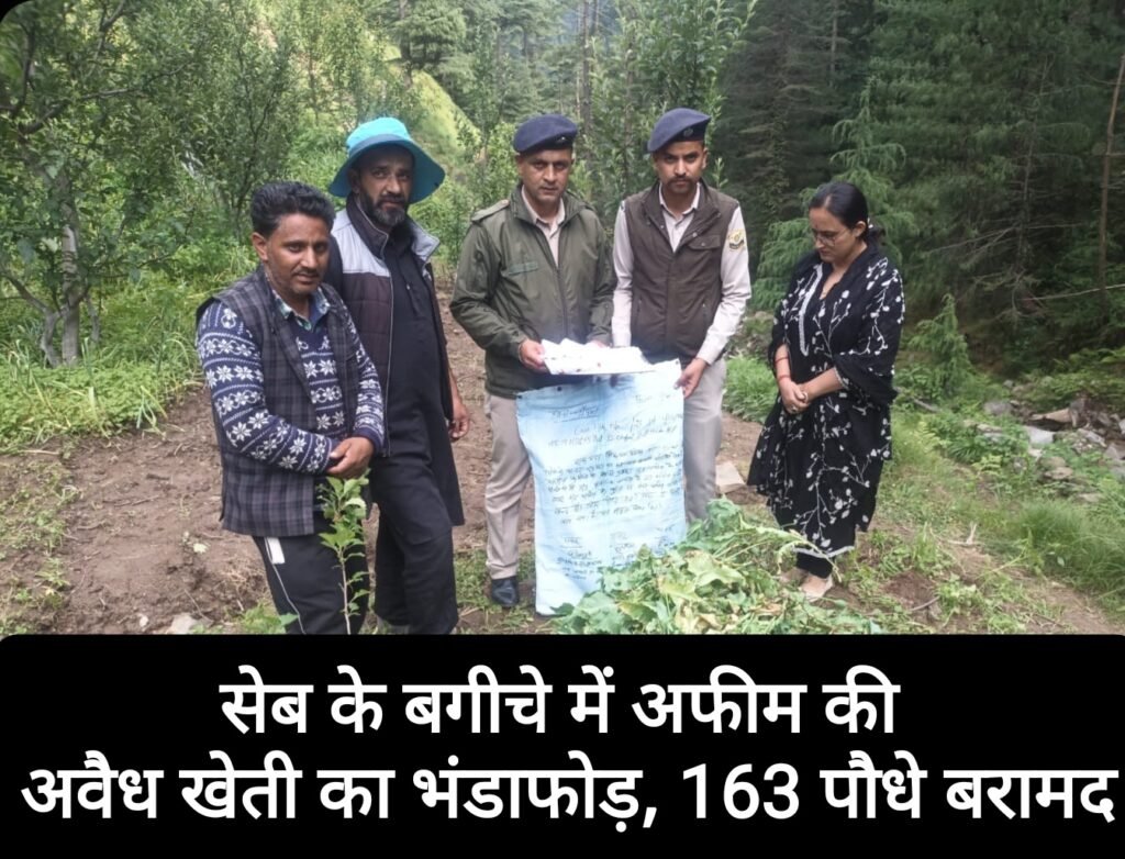 सेब के बगीचे में अफीम की अवैध खेती का भंडाफोड़, 163 पौधे बरामद
