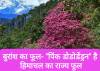 बुरांश का फूल- &#8220;पिंक डोडोडेंड्रन&#8221; है हिमाचल का राज्य फूल